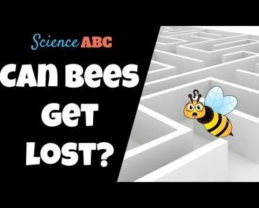 What Happens To Bees When They Get Lost?