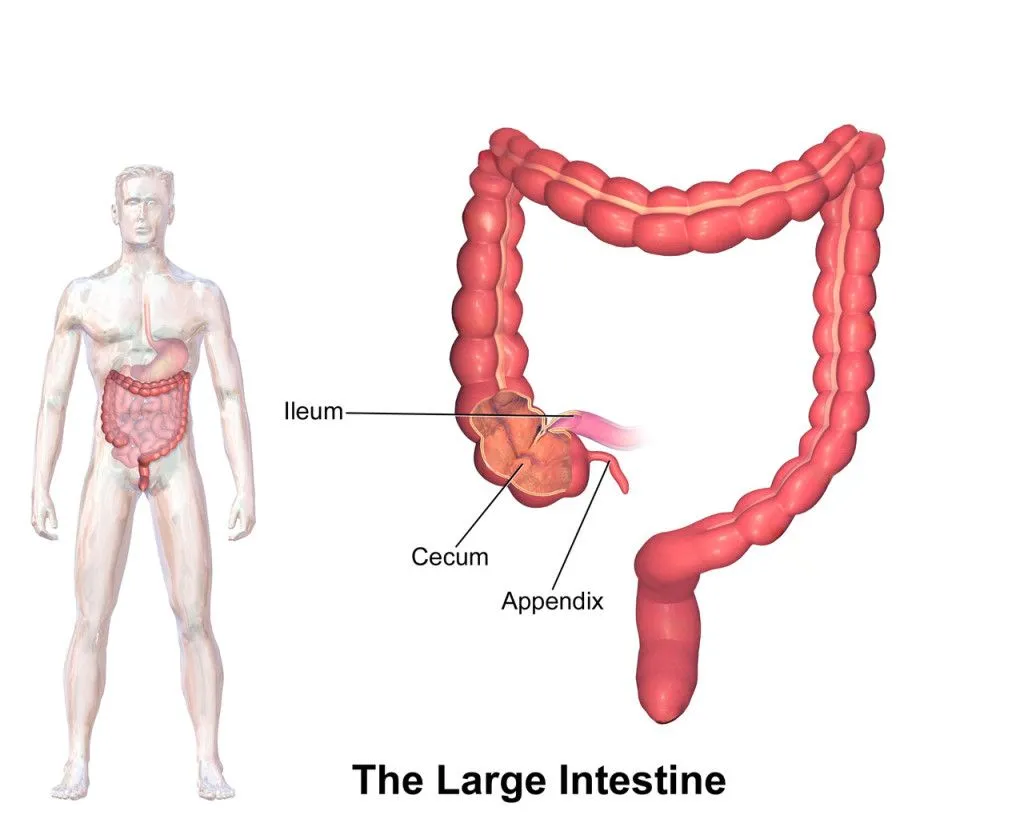 The location of the appendix in the body. (Credit: BruceBlaus/Wikimedia Commons)