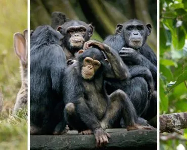 Do Animals Other Than Humans Have An Appendix?