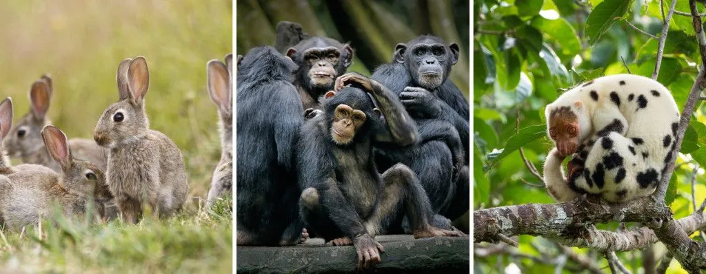 Rabbits, primates and the cuscus, just some animals that have an appendix. (Credit: Ari Wid, Arie de Gier, William Booth/Shutterstock)