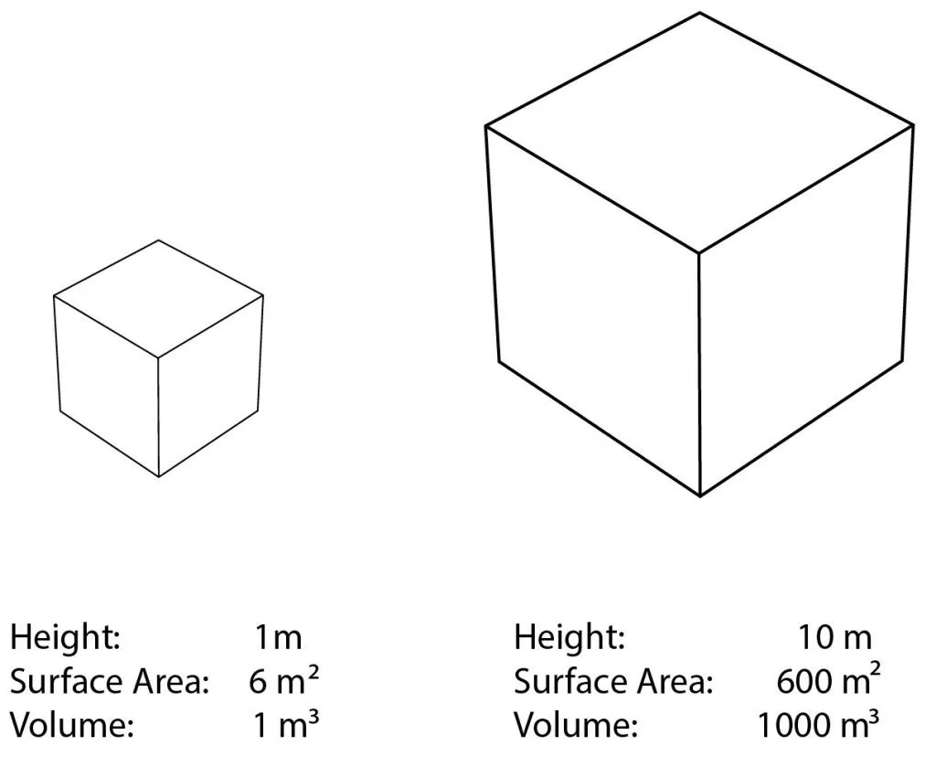 How Tall Can Humans Grow?