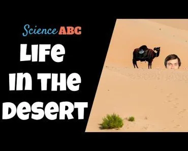 What Ecological Adaptations Enable Life to Flourish in Harsh Desert Climates?