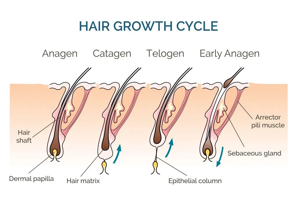 The stages of hair growth (Credits: Macrovector/Freepik)