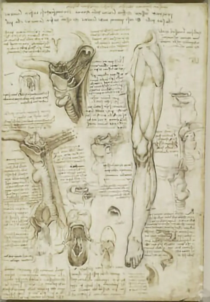 Leonardo Da Vinci’s sketch of the anatomy of the mouth. The uvula is shown as the structure in the mouth on the top left corner.
