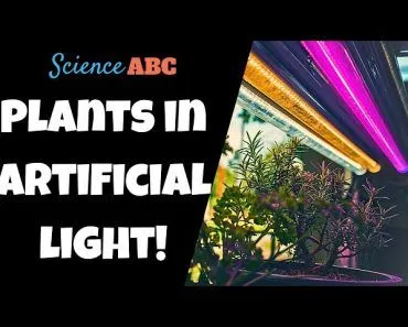 This Is What Happens When You Try To Grow A Plant In Artificial Light