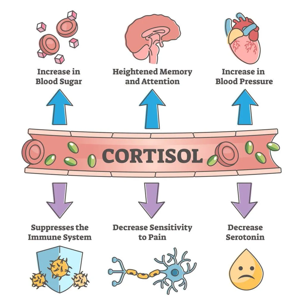 Cortisol is a hormone that has multiple functions apart from the body’s stress response (Credits: VectorMine/Shutterstock)