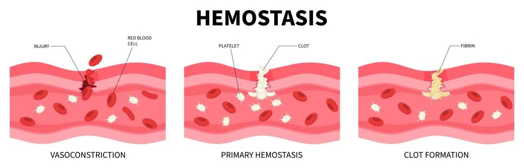 The hemostatic mechanism of wound healing (Credits: Pepermpron/Shutterstock)