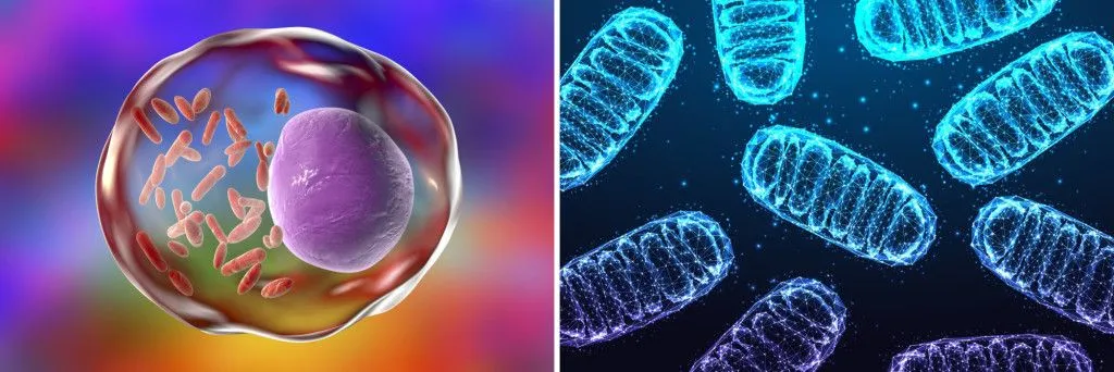 Mitochondria (right image) share a resemblance with Rickettsia (left), which is an obligate intracellular parasite (Credits: Kateryna Kon & Inkoly / Shutterstock)