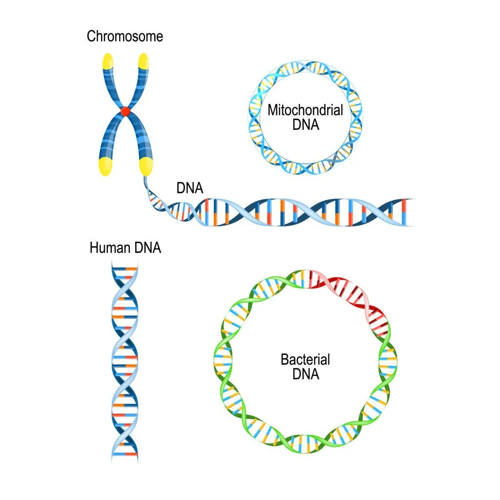Mitochondrial DNA differs from nuclear DNA, but shows a resemblance to bacterial DNA (Credits: Designua/Shutterstock)