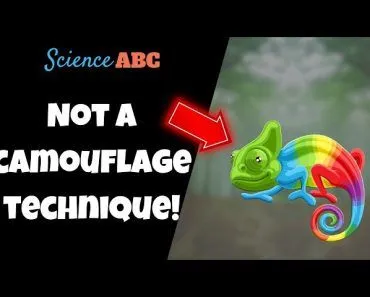 Chameleon Chromatics: How They Change Color and Why