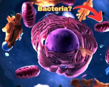 Is Mitochondria Actually A Bacteria Living Inside Our Cells?