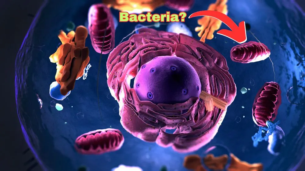 Is Mitochondria Actually A Bacteria Living Inside Our Cells?
