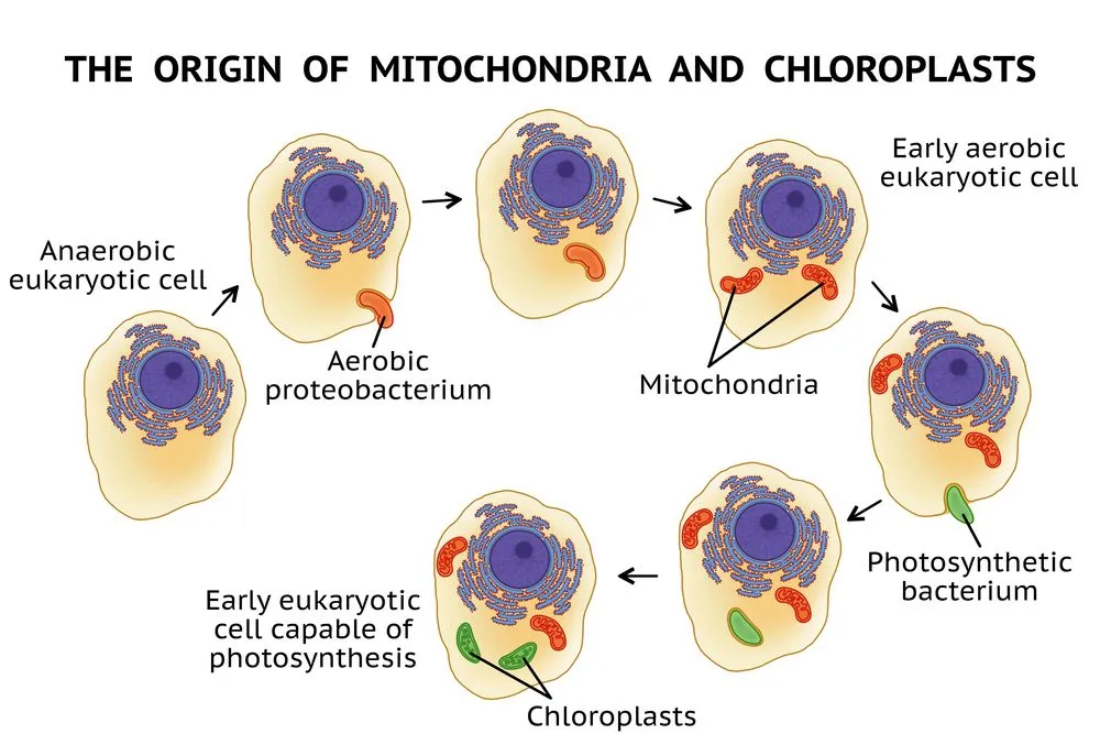 The endosymbiosis observed in mitochondria and chloroplasts (Credits: J. Marini/Shutterstock)