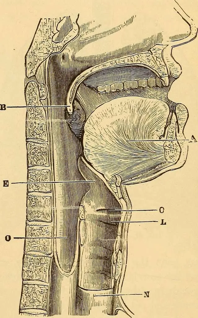 The uvula hanging above the esophagus. (Credits: Hutchison, Joseph C. )