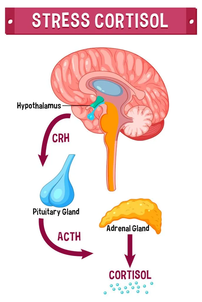 When you experience stress, the hypothalamus in the brain releases Corticotrophin Releasing Hormone (CRH). The CRH acts on the pituitary gland to release Adrenocorticotrophic hormone (ACTH). This finally stimulates the adrenal glands to release cortisol. (Credits: brgfx/Freepik)