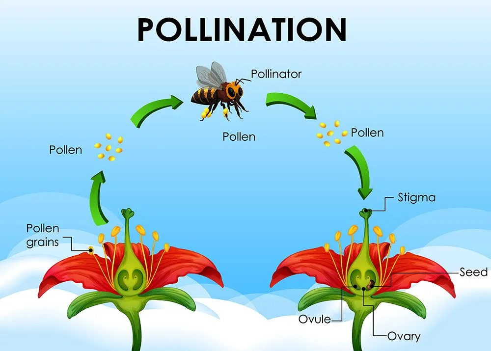 Pollinators carry pollen from one flower to another (Credits: brgfx/Freepik)