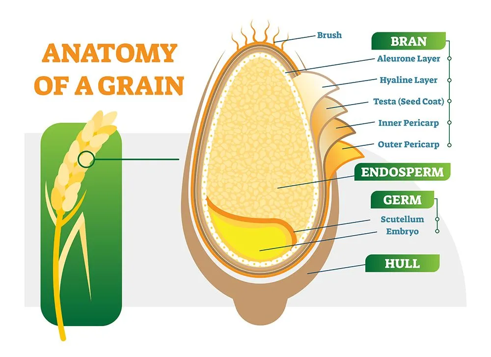 Anatomy of a grain (Credits: normaals/Freepik)