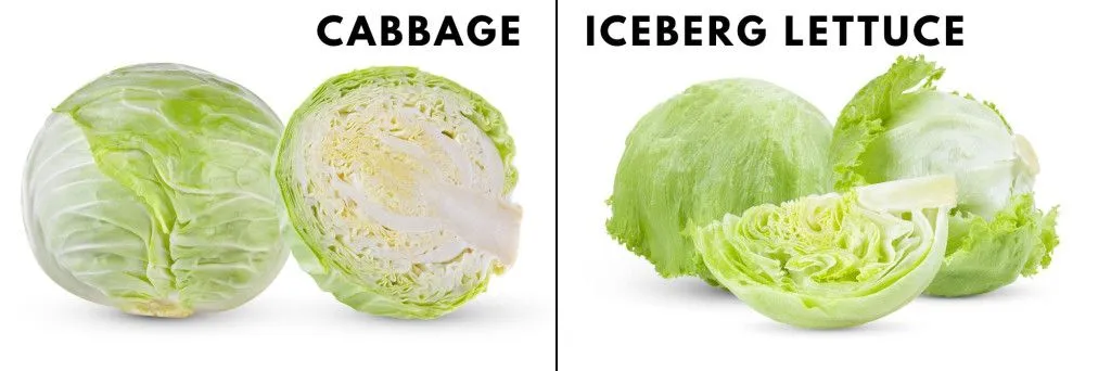 What Is The Difference Between Green Cabbage And Iceberg Lettuce?