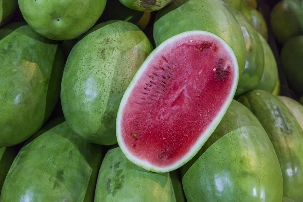 Charleston gray type watermelon (Credits: Ecuadorpostales/Shutterstock)