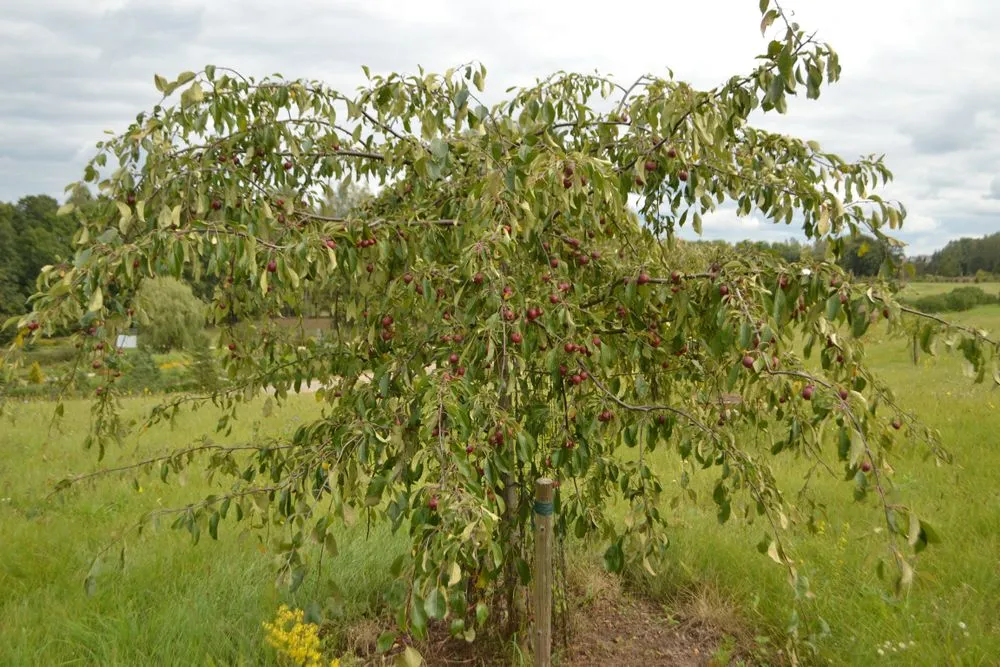 A weeping ornamental crab apple tree (Credits: Edita Medeina/Shutterstock)