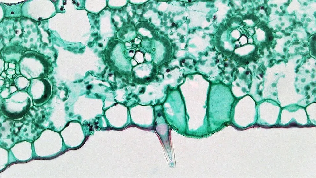 Diagrammatic representation of a leaf surface showing trichomes from the epidermal layer (Credits: Wikimedia/Commons)