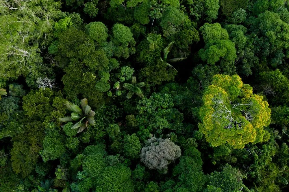 Aerial view of Amazonian Rainforest shows the enormous plant species diversity it beholds (Credits: Panga Media/Shutterstock)