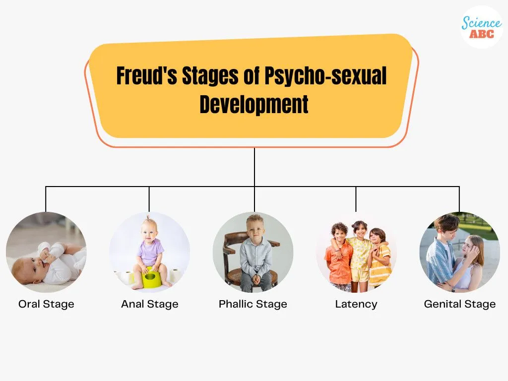 Freud’s Stages of Psycho-sexual Development