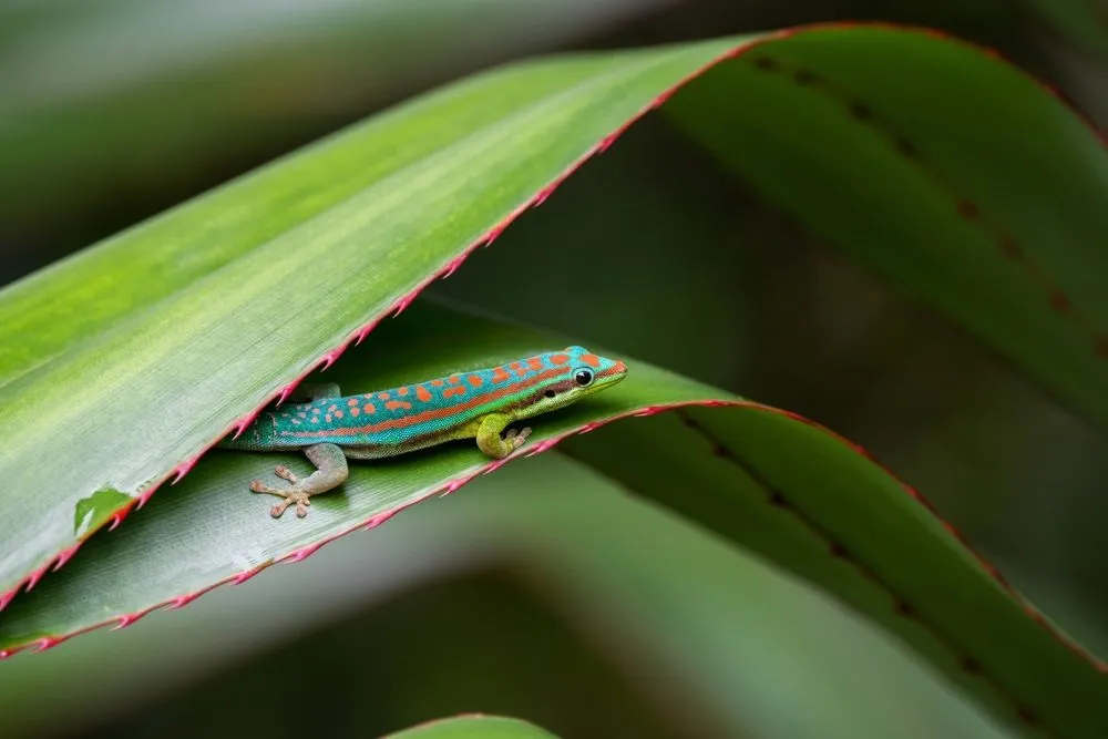The gecko (Phelsuma ornate) is the primary pollinator forNesocodon mauritianusandTrochetia boutoniana(Credits: photoJS/Shutterstock)