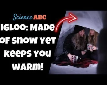 How Igloos Turn Snow into Toasty Havens