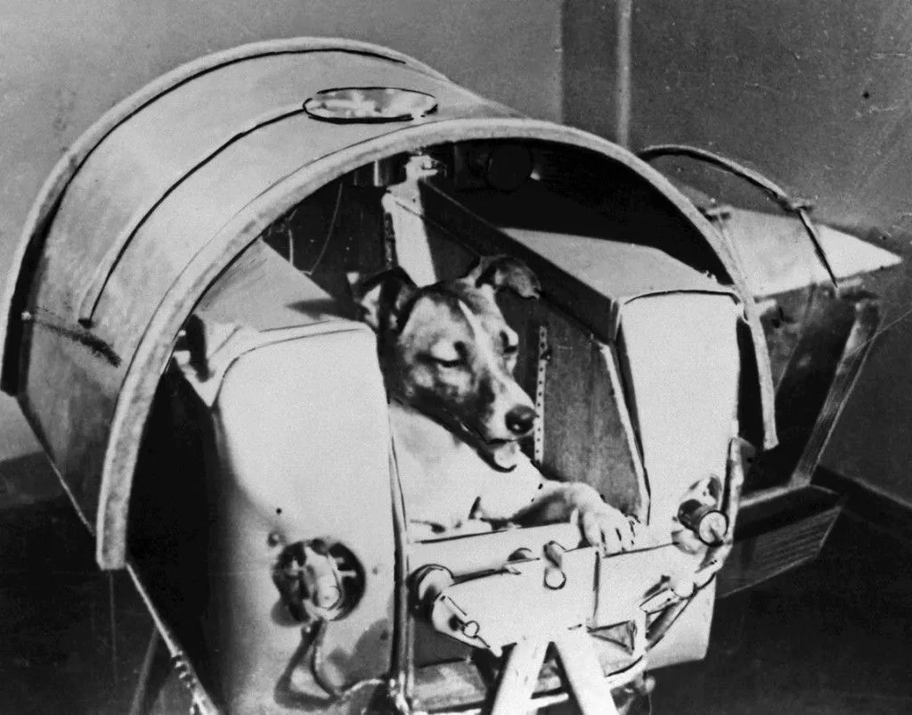 Laika: The space dog in her spacesuit minutes before the launch of Sputnik-2 (Credits: Wikimedia Commons)