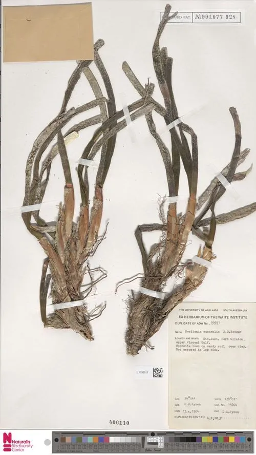 World’s largest living thing that is growing unstoppably by cloning itself? Now that’s a concept that deserves its own blockbuster movie franchise! (Credits: Wikimedia Commons)