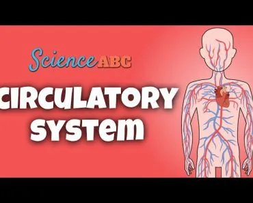 Circulatory System And The Heart | Explained In Simple Words