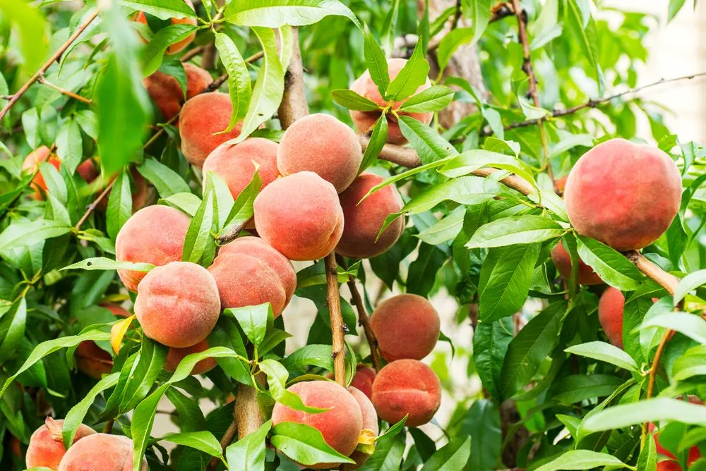 Ripe peaches on a tree (Credits: Andrii Spy_k/Shutterstock)