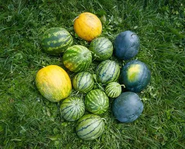 Why Does Watermelon Have Different Types Of Rind Patterns?
