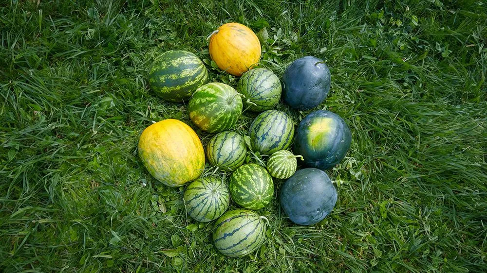 Why Does Watermelon Have Different Types Of Rind Patterns?