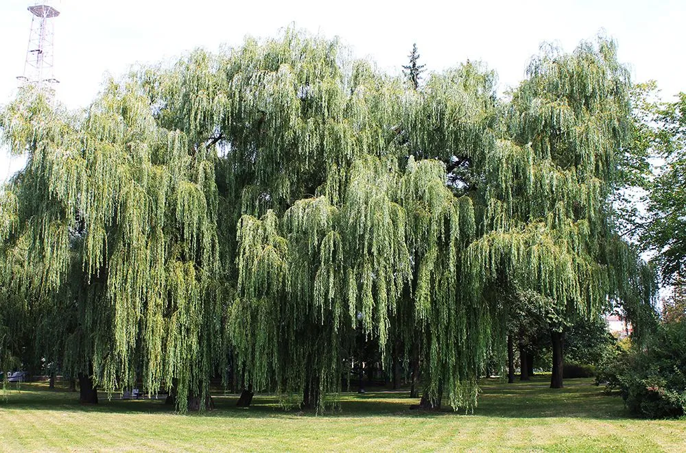 A weeping willow with branches growing downwards (Credits: vsr3168/Freepik)
