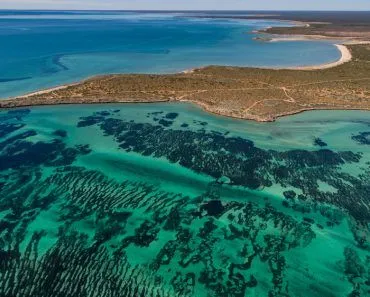 What Is The Largest Organism To Ever Live On Earth? Clue: It’s Not A Blue Whale…