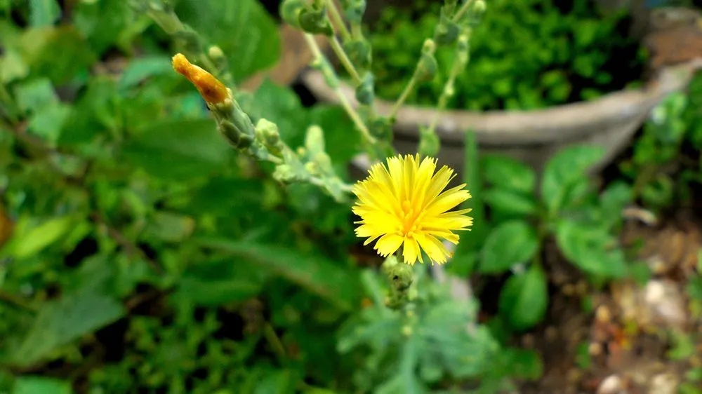 Gibberellin is sprayed during lettuce seed production to induce the plants to flower (Credits: Rain_berry/Shutterstock)