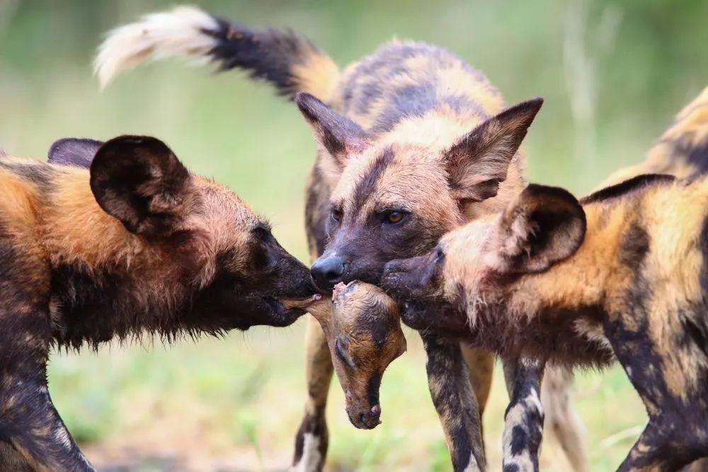 Predators directly impact prey populations by imparting lethal effects in the form of predation (Credits: JMx Images/Shutterstock)