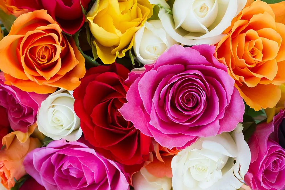 Roses are highly diverse in terms of flower type, fragrance, and color (Credits: Madhuri Arora/Freepik)