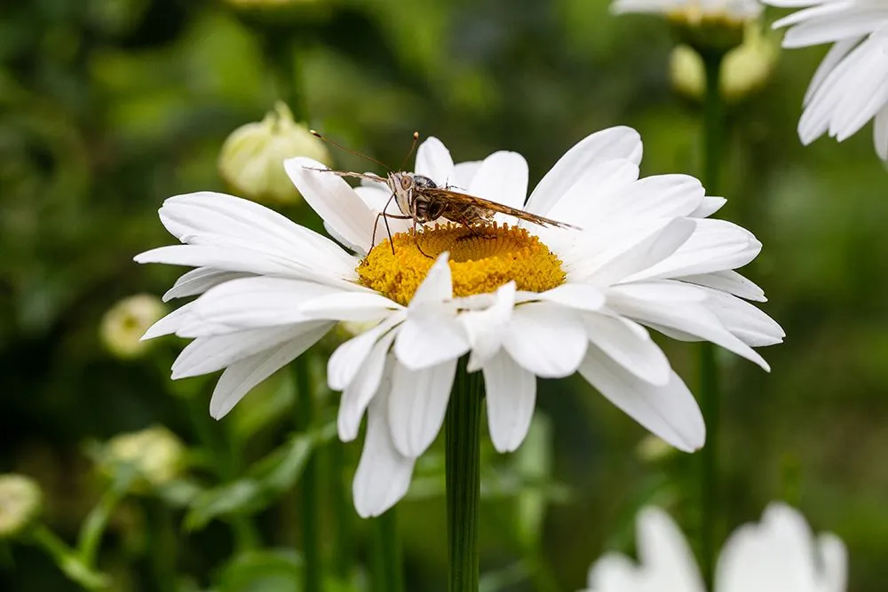 Plants need to ensure that pollinators are available when they bloom (Credits: baronvsp/Freepik)