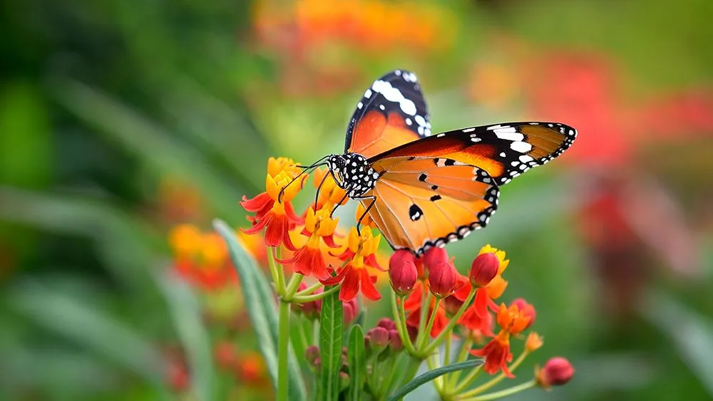 Flower color is one of the main characteristics that attracts pollinators. (Credits: sommail/Freepik)