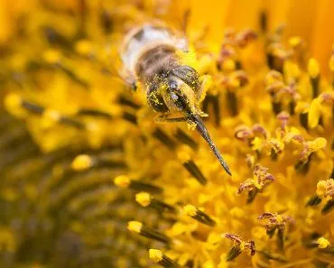 How Do Flowers Attract Pollinators?