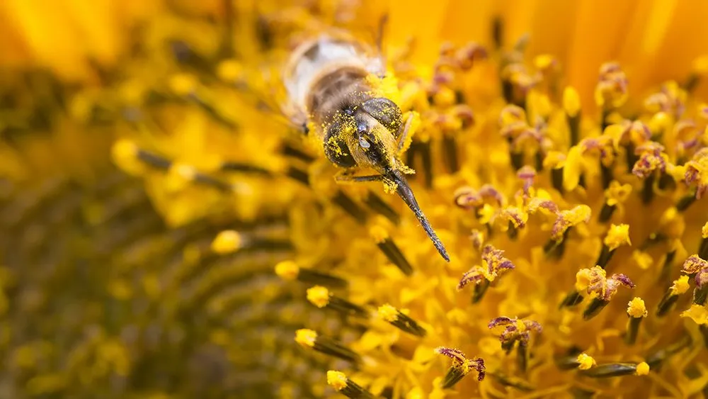 How Do Flowers Attract Pollinators?