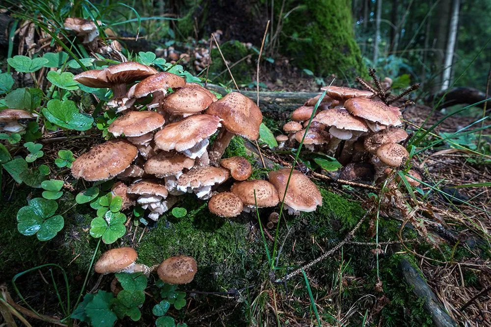 This colossal network of honey fungus (Humongous Fungus) that previously held the title ain’t just your average mushroom. (Credits: wirestock / Envato Elements)