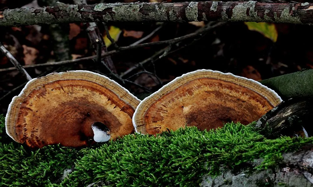 Fungi act as one of the major plant pathogens in rainforests (Credits: wirestock/Envato Elements)