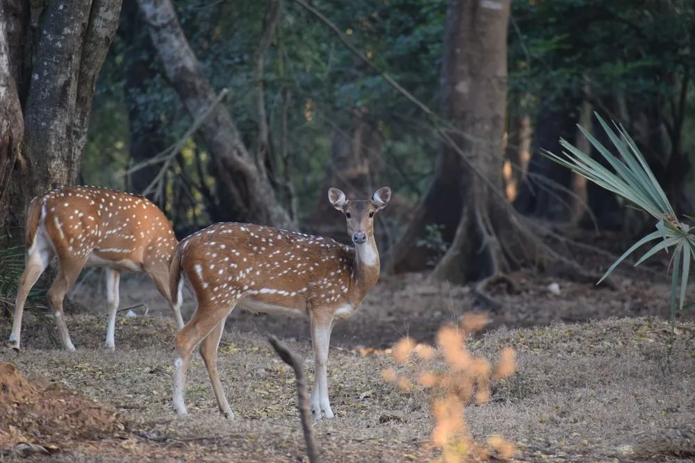 Spotted Deer inside Sanjay Gandhi National Park (Credits: V.k.Madhav/Shutterstock)