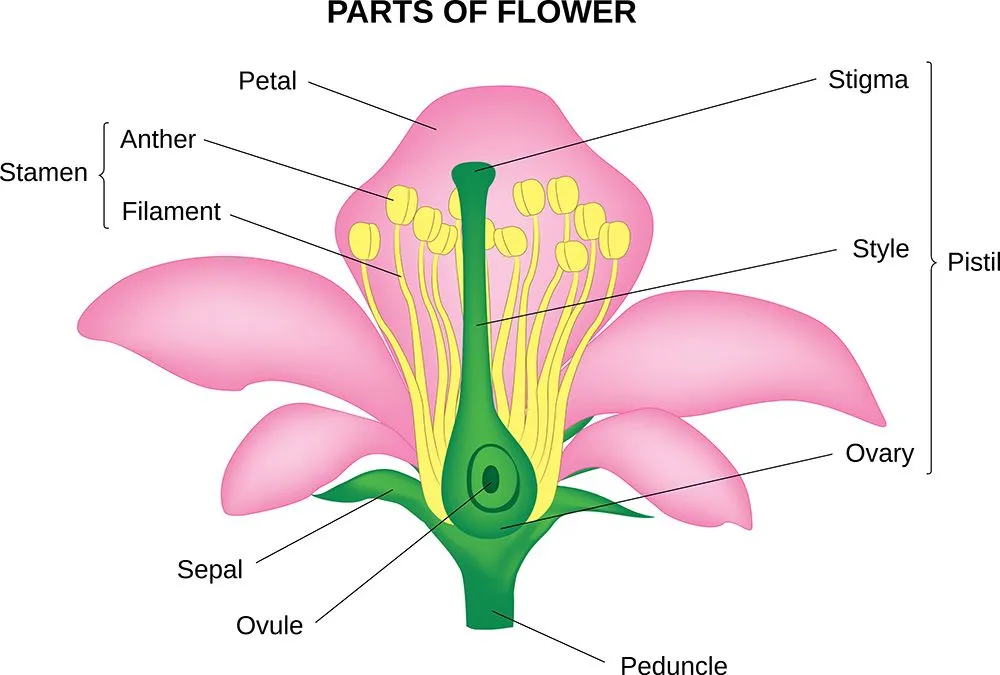 Parts of a flower (Credits: ABVetor/Freepik)
