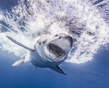 How Did Sharks Survive The Asteroid Impact That Killed The Dinosaurs?