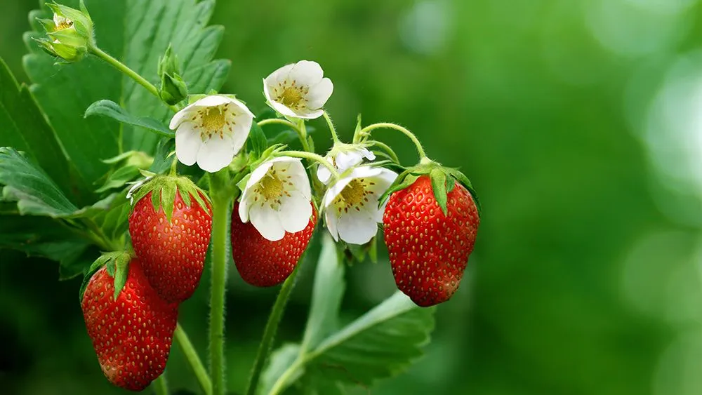 Some varieties of strawberry flower in response to the long days of summer (Credits: 2205124651/Freepik)